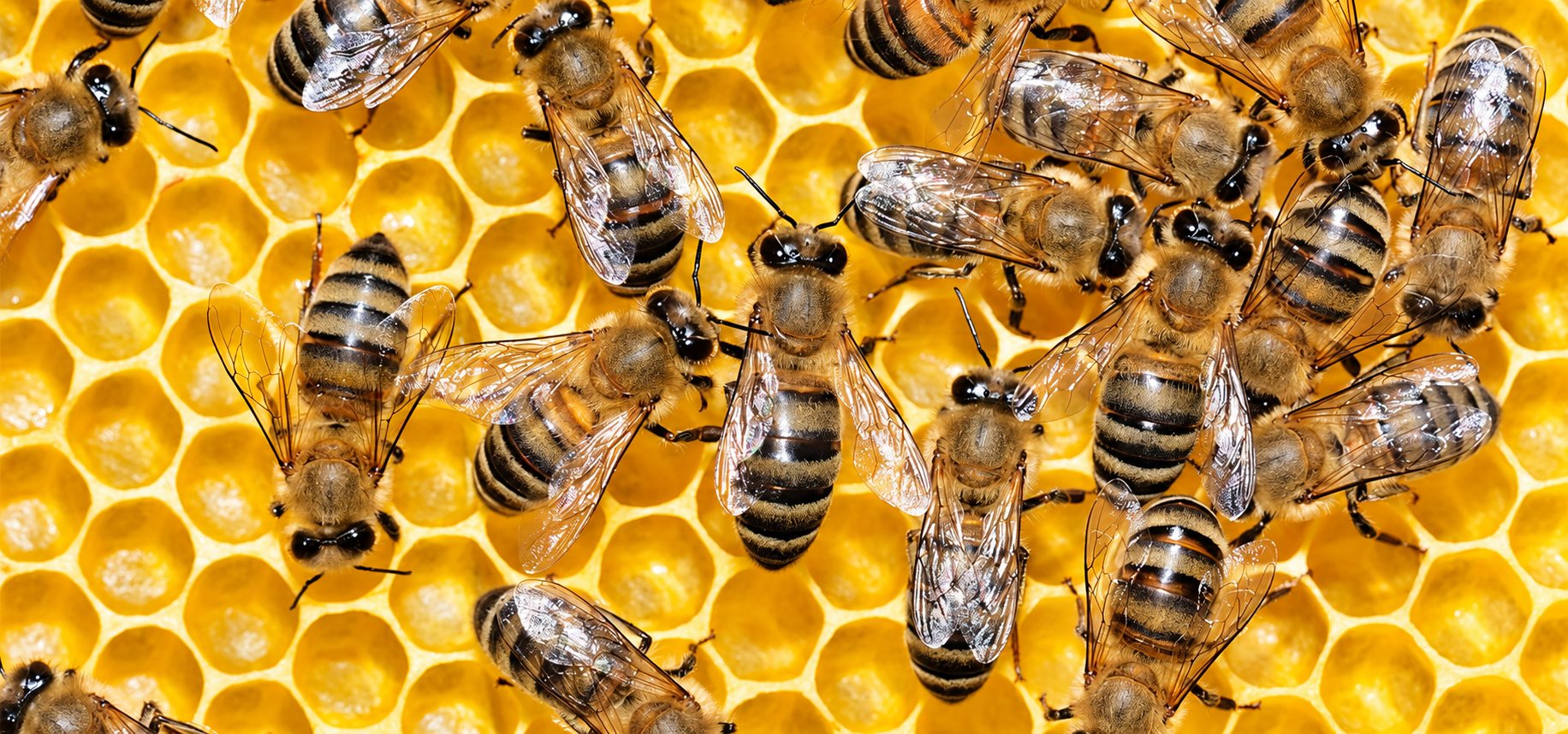 Gros plan sur plusieurs abeilles qui marchent sur les alvéoles dorées d'un rayon de miel.