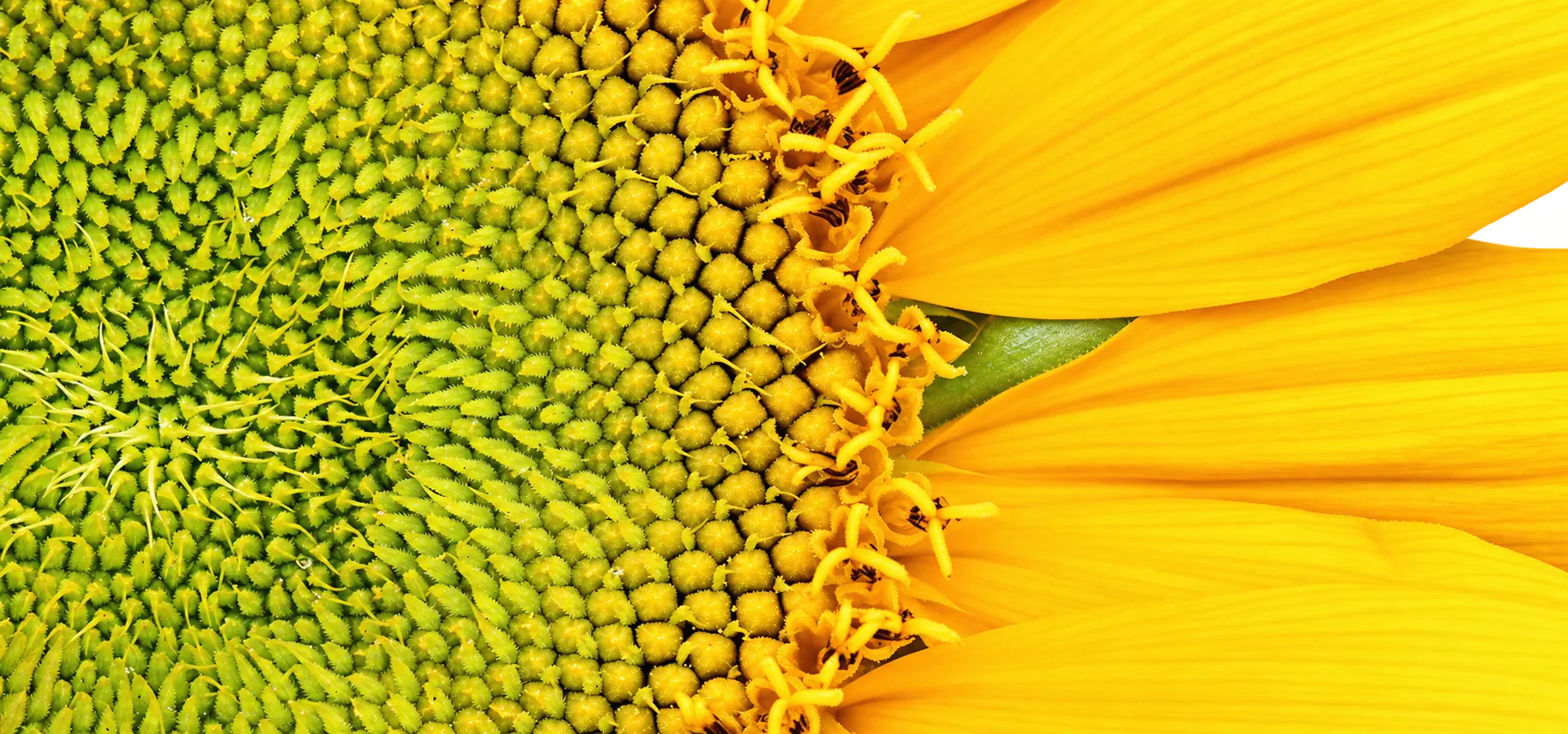 Photo en gros plan d'un tournesol montrant les petites fleurs vertes et jaunes de son disque central ainsi que ses grands pétales jaune vif.