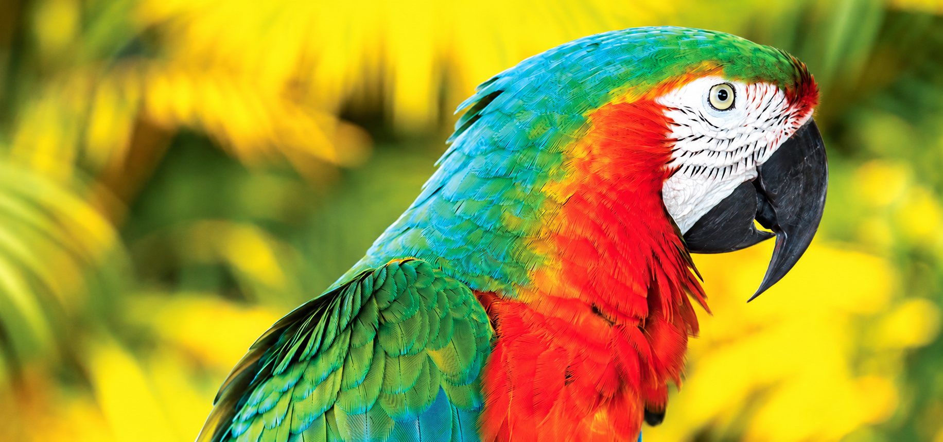 Gros plan sur un ara aux plumes vertes, turquoise et orange, vu de profil devant un feuillage jaune flou.